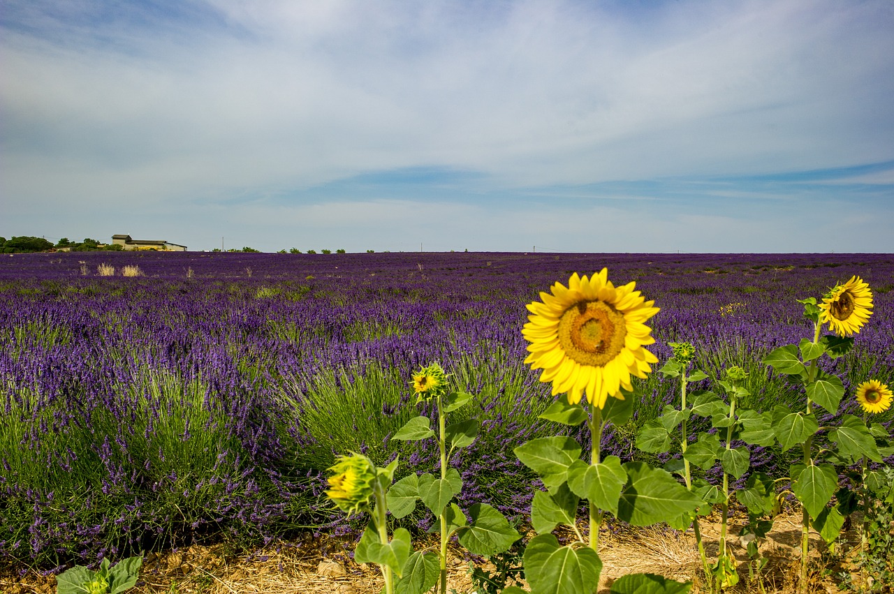 lavandes et tournesols