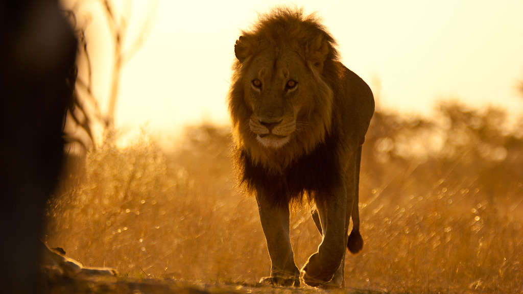 lion au lever du jour