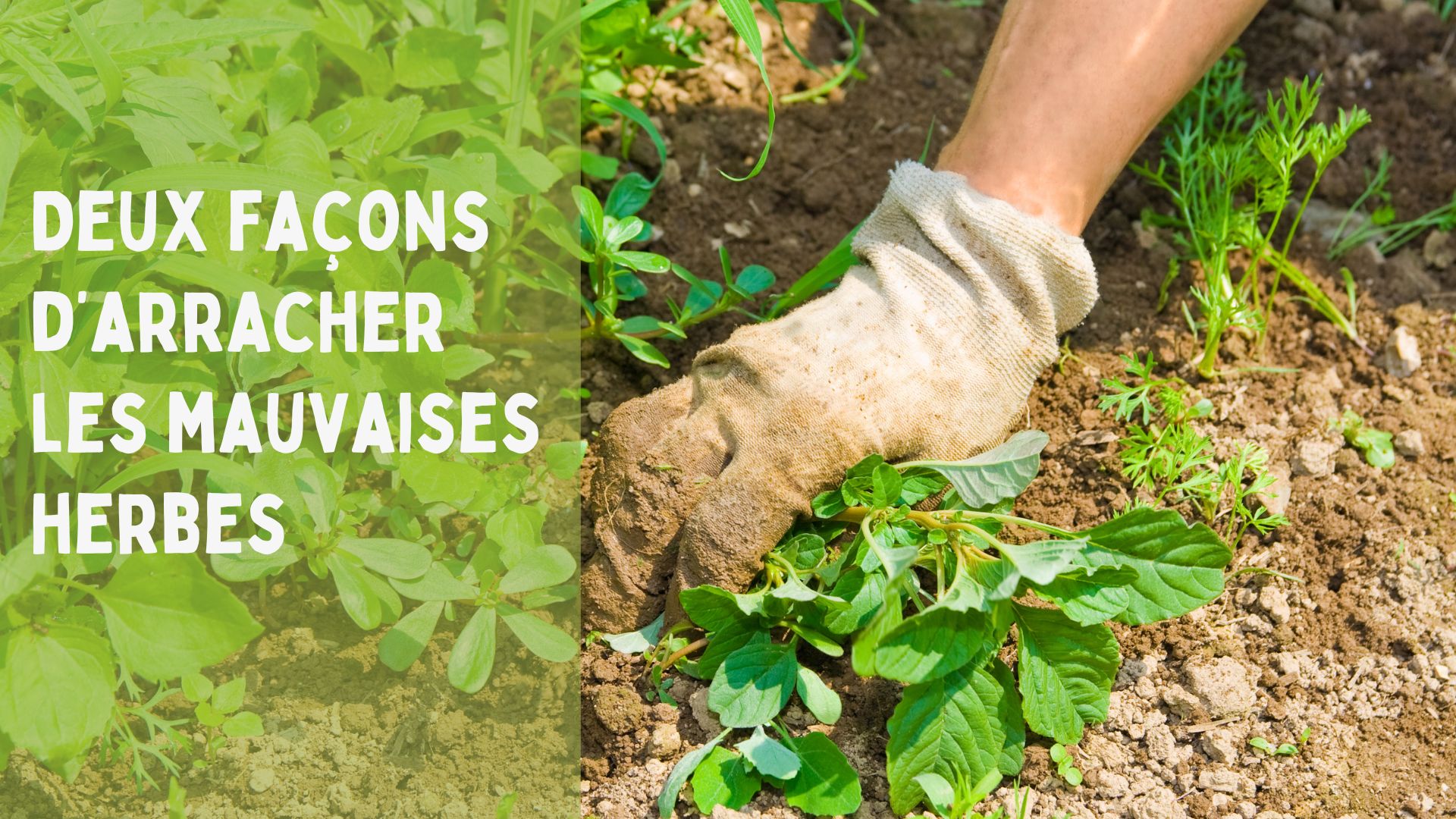 comment arracher les mauvaises herbes